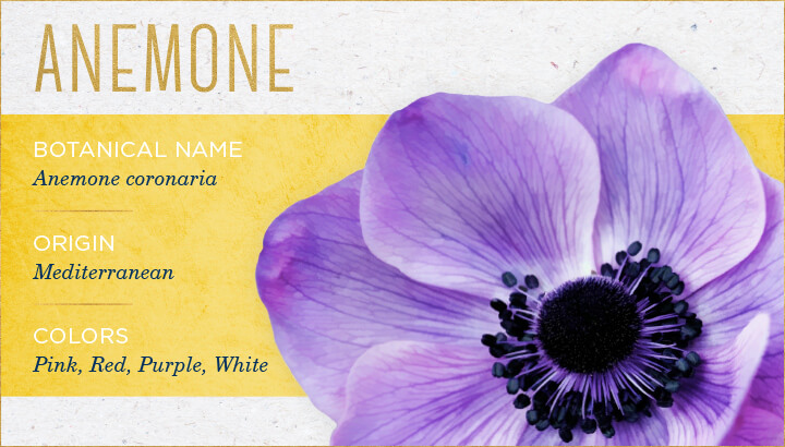 گل آنمون anemone