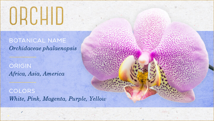 گل ارکیده orchid