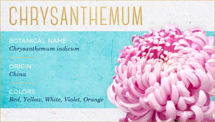 گل داوودی Chrysanthemum