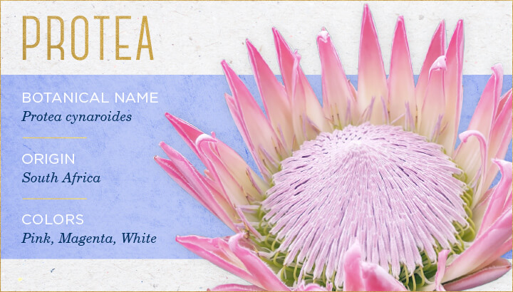 گل شکرپاره protea