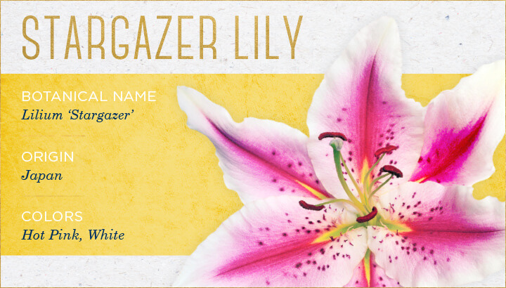 گل لیلیوم stargazea lily