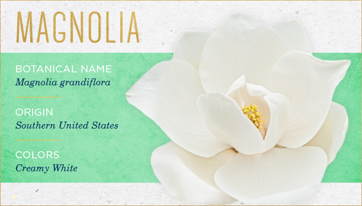 گل ماگنولیا magnolia