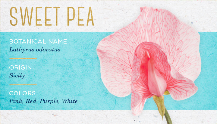 گل نخود sweet pea