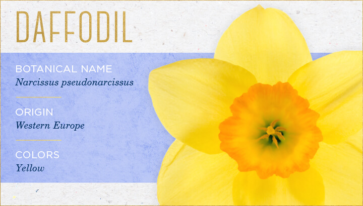 گل نرگس Daffodil