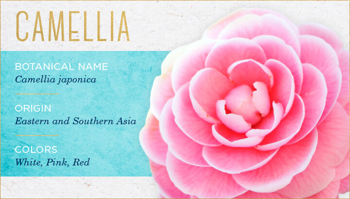 گل کاملیا camellia