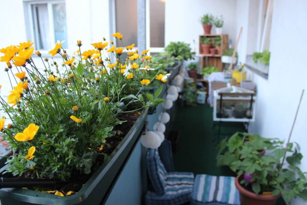 گیاهان تزئینی در آپارتمان