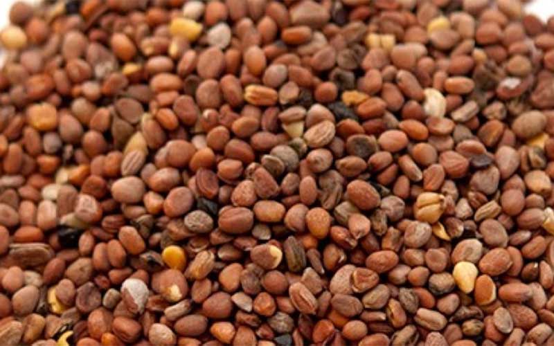 تمام مشخصات بذر تربچه