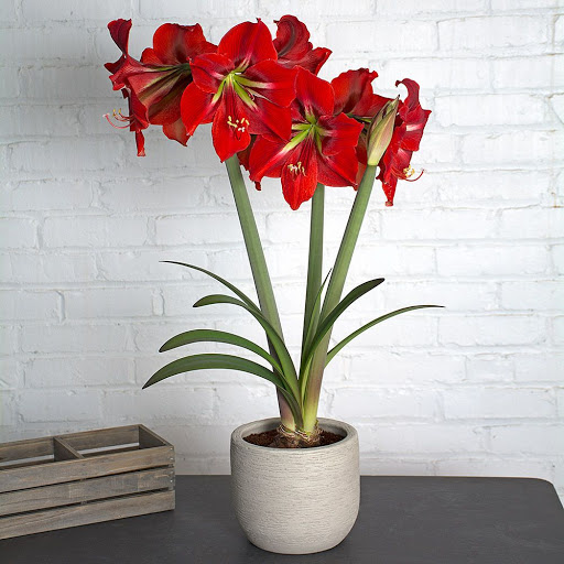 افسانه آماریلیس 